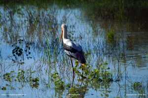 Painted Stork