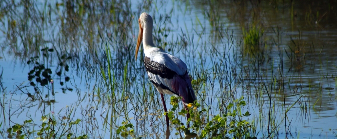 Bird_50_SRL_CC