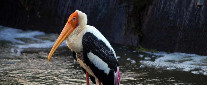 Bird_51_SRL_CC