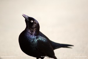 Great Grackle