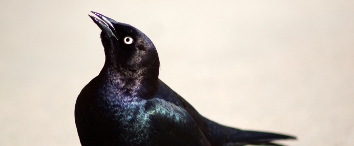 Bird_52_USA_CC