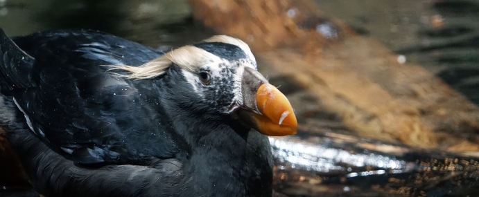 Bird_53_MBA_CC