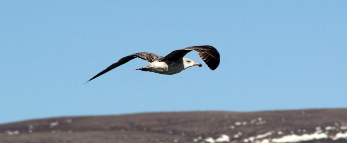Bird_54_ICE_CC