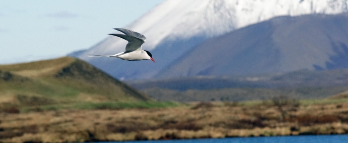 Bird_55_ICE_CC