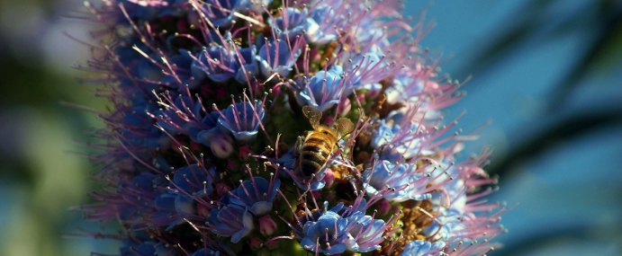 BlueFlowerBee_01_USA_CC