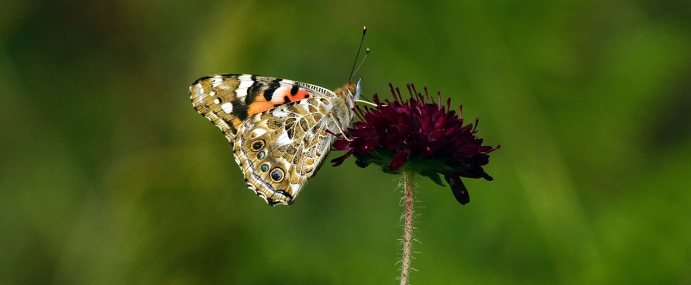 Butterfly_35_DEV_CC