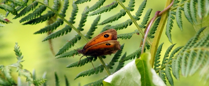 Butterfly_36_DEV_CC