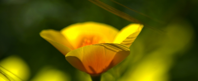 CaliPoppy_02_USA_CC
