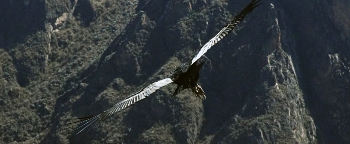 Condor_02_PER_CC