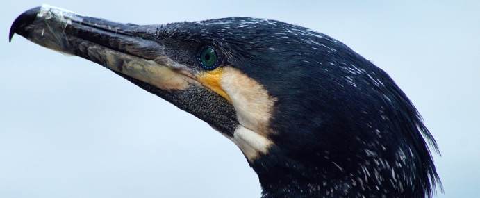Cormorant_01_CHN_CC