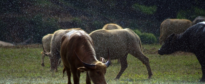 Cow_09_THD_CC