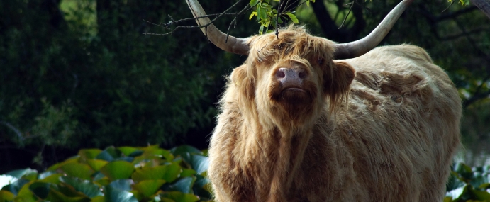 Cow_13_NWF_CC