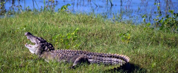Crocodile_01_SRL_CC