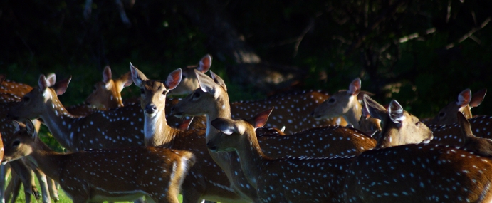 Deer_16_SRL_CC