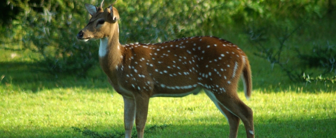 Deer_27_SRL_CC