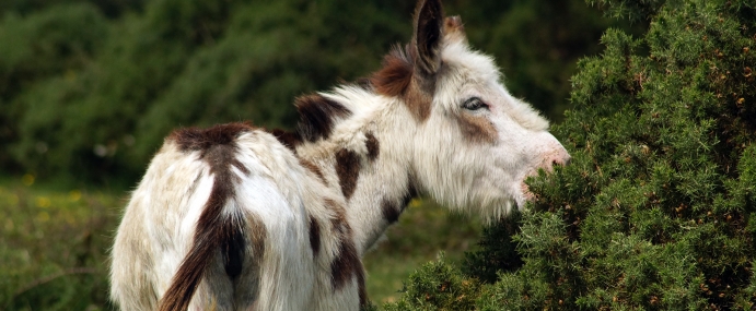 Donkey_03_NWF_CC