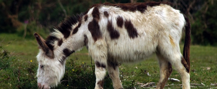 Donkey_05_NWF_CC