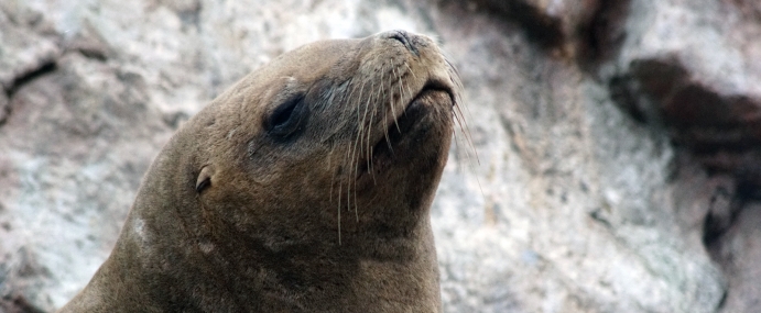ElephantSeal_01_USA_CC