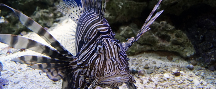 Fish_01_MBA_CC