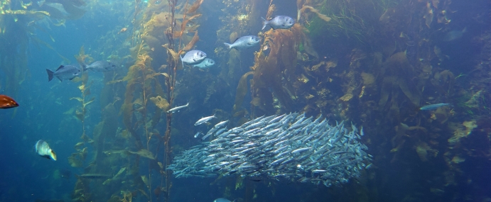 Fish_02_MBA_CC