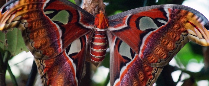 HawkMoth_01_ZSL_CC