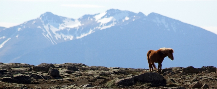 IcelandicHorse_01_ICE_CC