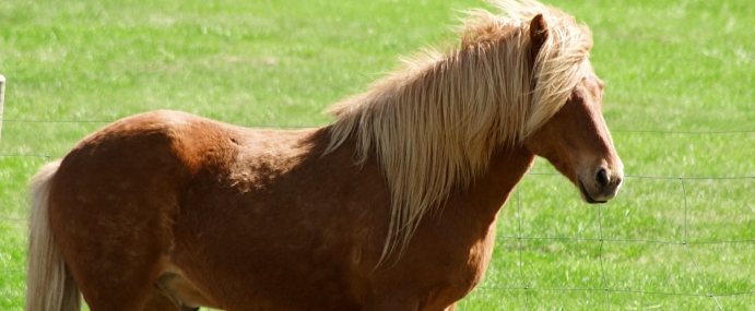 IcelandicHorse_02_ICE_CC