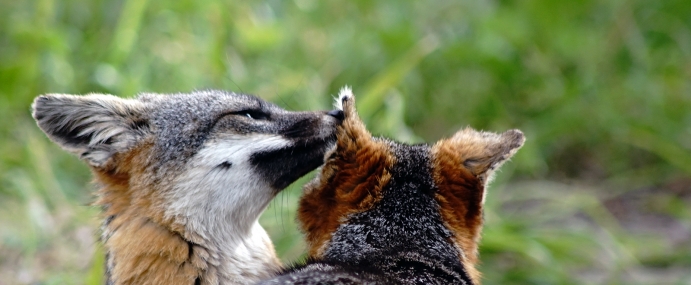 IslandFox_01_USA_CC