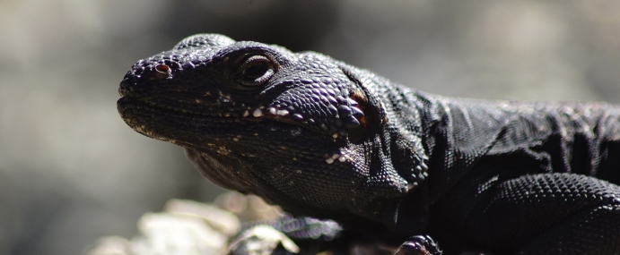 Lizard_13_USA_CC