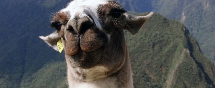 Llama_01_PER_CC