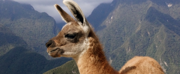 Llama_02_PER_CC