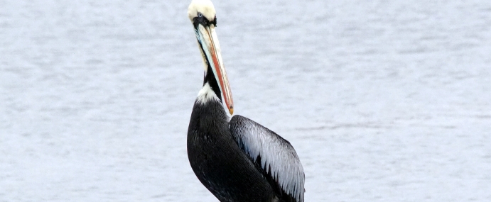 Pelican_01_USA_CC