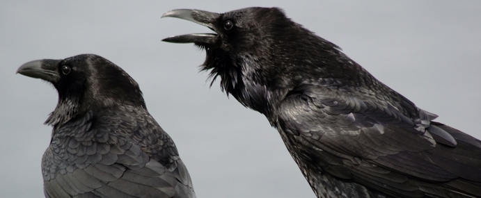 Raven_01_USA_CC