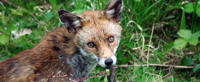 RedFox_01_LON_CC