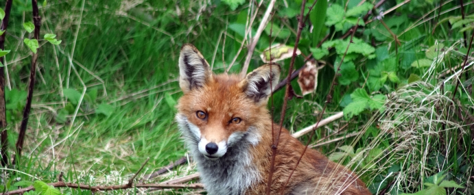 RedFox_02_LON_CC