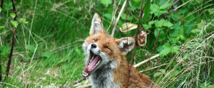 RedFox_03_LON_CC