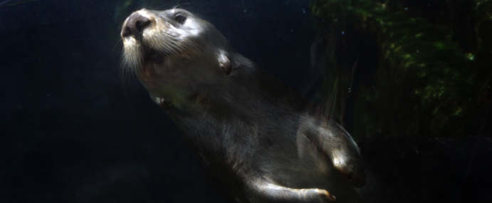 SeaOtter_01_MBA_CC