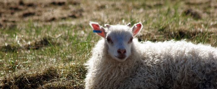 Sheep_01_ICE_CC