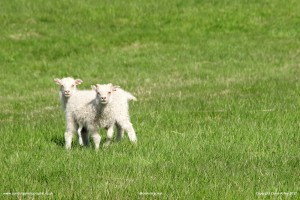 Little lambs