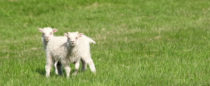 Sheep_02_ICE_CC