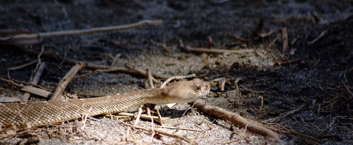 Snake_06_USA_CC