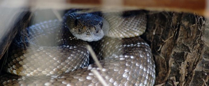 Snake_07_USA_CC