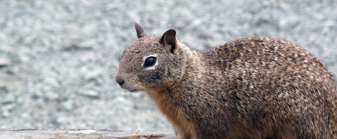 Squirrel_10_USA_CC