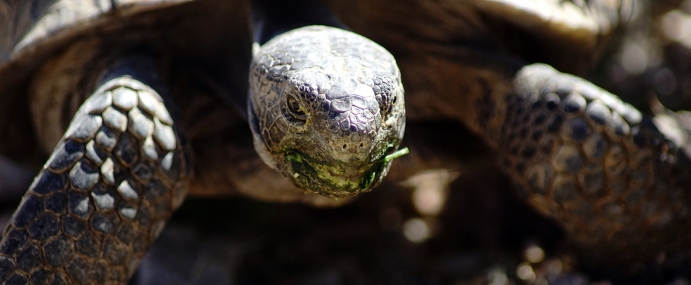 Tortoise_01_USA_CC
