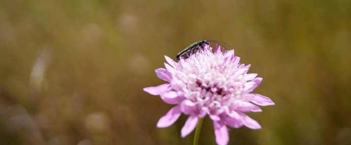 Beetle_03_SPA_CC_small