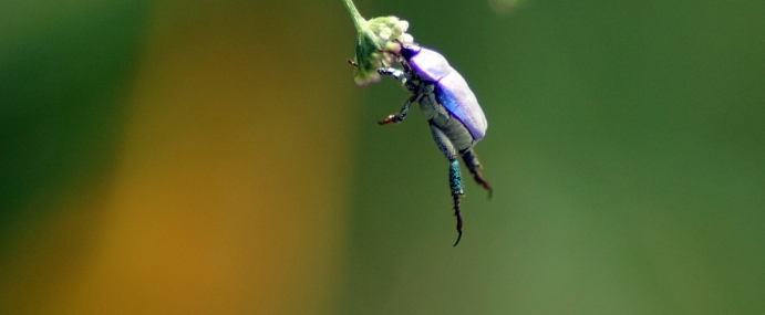 Beetle_04_SPA_CC_small