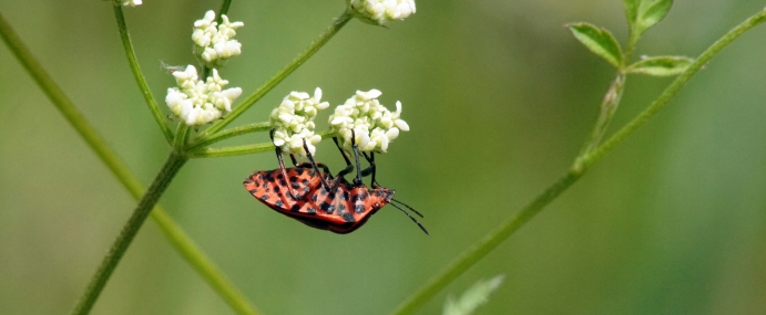 Bug_02_SPA_CC_small