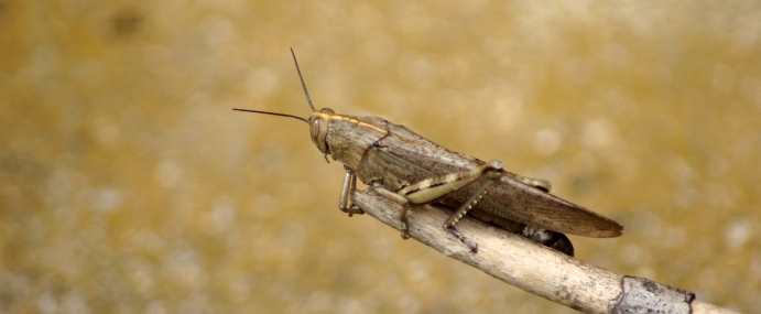 Cricket_03_SPA_CC_small