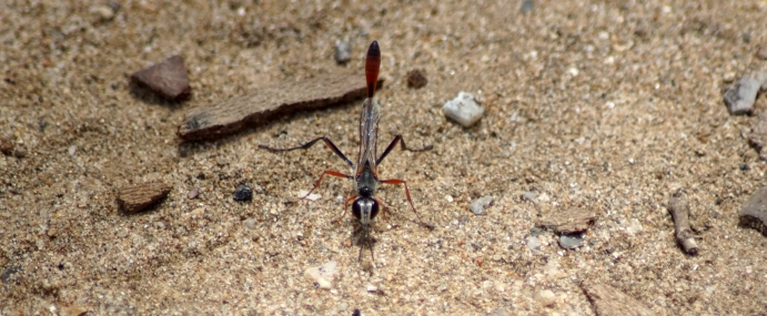 Fly_01_SPA_CC_small
