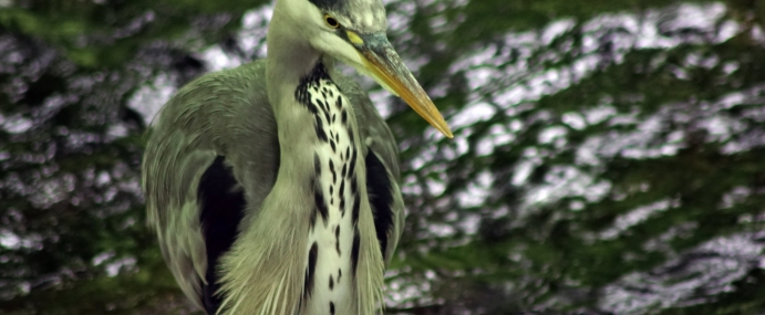 Heron_01_WAL_CC